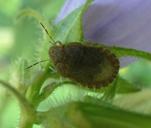 Sciocoris sp.